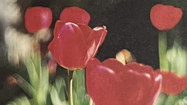 『HUNTER GREEN』の写真集のページの写真。チューリップが写っています。
