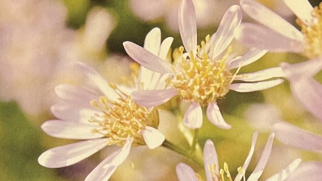 『微花』の写真集の表紙の写真です。お花の写真が載っています。