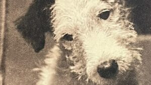 『ダーシェンカ』の本の表紙の写真です。ダーシェンカが写っています。