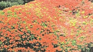 『京都花の名所12カ月』の本の表紙です。キリシマツツジのお花の写真が載っています。