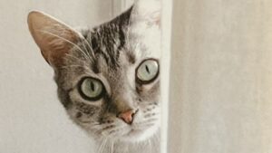 『限りなくシンプルに、豊かに暮らす』の本の表紙です。猫の写真が載っています。