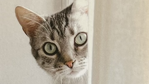 『限りなくシンプルに、豊かに暮らす』の本の表紙です。猫の写真が載っています。