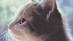 『海ちゃん』の本の表紙です。猫の海ちゃんの横顔の写真が載っています。