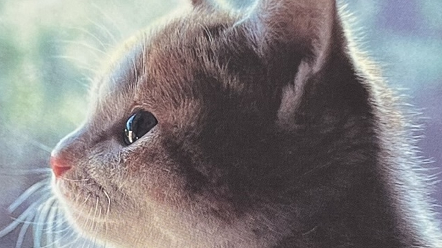 『海ちゃん』の本の表紙です。猫の海ちゃんの横顔の写真が載っています。